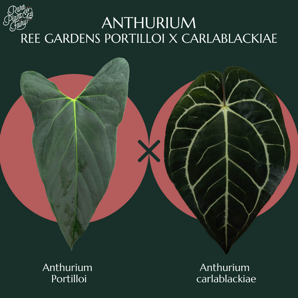 Anthurium Ree Gardens portilloi x carlablackiae *Grower's choice*