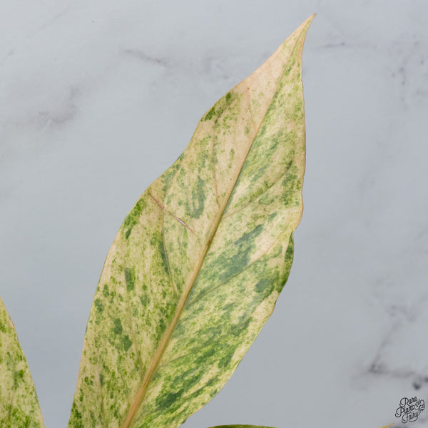 Anthurium Renaissance Pink Variegated (wk33-A)