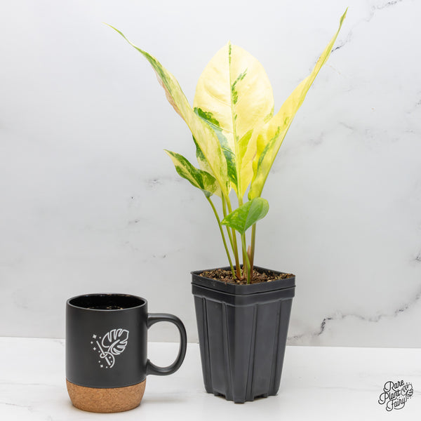 Anthurium 'Renaissance' Variegated (wk51-B)