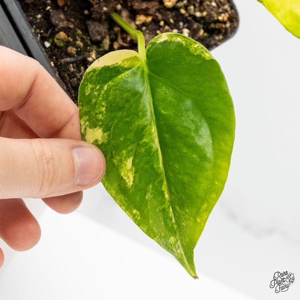 Anthurium 'Renaissance' Variegated (wk51-B)