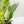 Anthurium 'Renaissance' Pink Variegated (wk42-L383)