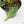 Anthurium 'Renaissance' Pink Variegated (wk42-L383)
