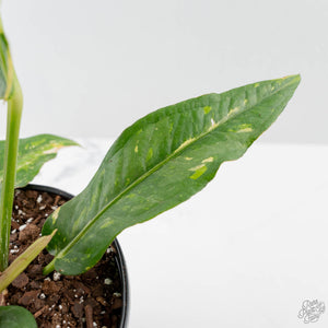 Anthurium 'Renaissance' Pink Variegated (wk42-L383)