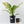 Anthurium 'Renaissance' Pink Variegated (wk42-L383)