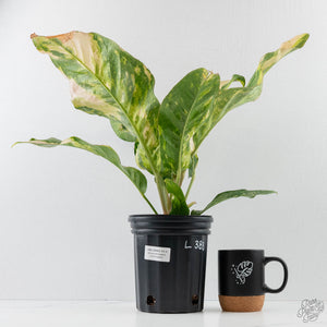 Anthurium 'Renaissance' Pink Variegated (wk42-L383)