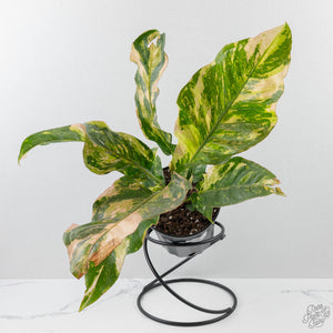 Anthurium 'Renaissance' Pink Variegated (wk42-L383)