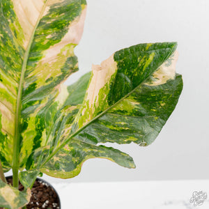 Anthurium 'Renaissance' Pink Variegated (wk42-L383)