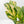 Anthurium 'Renaissance' Pink Variegated (wk42-L383)