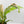 Anthurium 'Renaissance' Pink Variegated (wk42-L384)