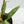 Anthurium 'Renaissance' Pink Variegated (wk42-L384)