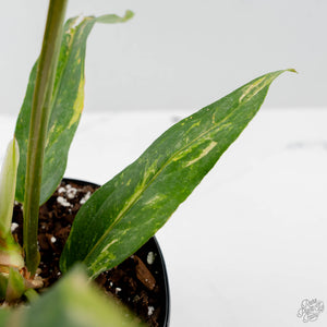 Anthurium 'Renaissance' Pink Variegated (wk42-L384)