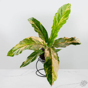 Anthurium 'Renaissance' Pink Variegated (wk42-L384)