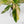 Anthurium 'Renaissance' Pink Variegated (wk42-L384)