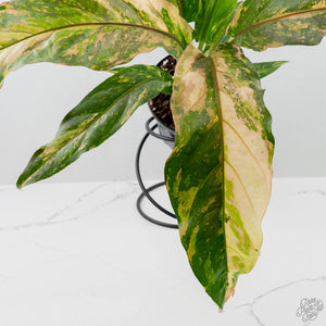 Anthurium 'Renaissance' Pink Variegated (wk42-L384)