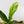 Anthurium 'Renaissance' Pink Variegated (wk42-L384)