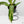 Anthurium 'Renaissance' Pink Variegated (wk42-L384)