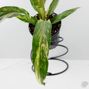 Anthurium 'Renaissance' Pink Variegated (wk42-L384)