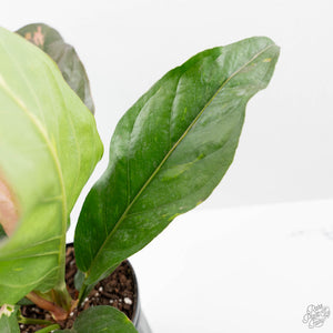 Anthurium 'Renaissance' Pink Variegated (wk44-L411)