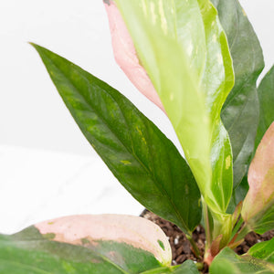 Anthurium 'Renaissance' Pink Variegated (wk44-L411)