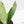 Anthurium 'Renaissance' Pink Variegated (wk44-L411)