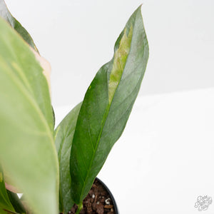 Anthurium 'Renaissance' Pink Variegated (wk44-L411)