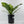 Anthurium 'Renaissance' Pink Variegated (wk44-L411)