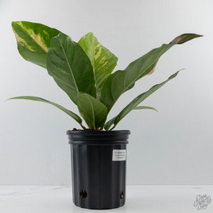 Anthurium 'Renaissance' Pink Variegated (wk44-L411)