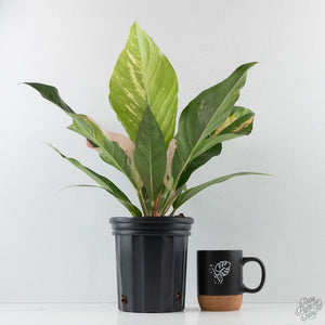 Anthurium 'Renaissance' Pink Variegated (wk44-L411)