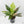 Anthurium 'Renaissance' Pink Variegated (wk44-L411)