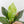 Anthurium 'Renaissance' Pink Variegated (wk44-L411)