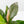 Anthurium 'Renaissance' Pink Variegated (wk44-L411)