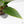 Anthurium 'Renaissance' Pink Variegated (wk44-L411)