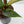 Anthurium 'Renaissance' Pink Variegated - Half Moons (wk44-L412)