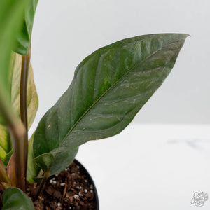 Anthurium 'Renaissance' Pink Variegated - Half Moons (wk44-L412)