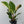 Anthurium 'Renaissance' Pink Variegated - Half Moons (wk44-L412)