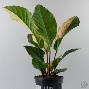 Anthurium 'Renaissance' Pink Variegated - Half Moons (wk44-L412)