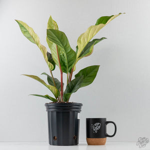 Anthurium 'Renaissance' Pink Variegated - Half Moons (wk44-L412)