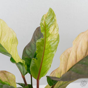 Anthurium 'Renaissance' Pink Variegated - Half Moons (wk44-L412)