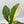 Anthurium 'Renaissance' Pink Variegated - Half Moons (wk44-L412)