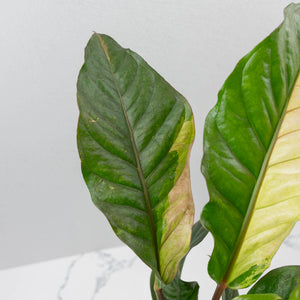 Anthurium 'Renaissance' Pink Variegated - Half Moons (wk44-L412)