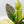 Anthurium 'Renaissance' Pink Variegated - Half Moons (wk44-L412)