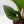 Anthurium 'Renaissance' Pink Variegated - Half Moons (wk44-L412)