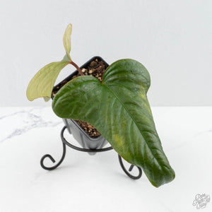 Anthurium Sp. Trilobe 'Rio Guanche' (wk24-UQ)