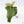 Anthurium Sp. Trilobe 'Rio Guanche' (wk24-UQ)