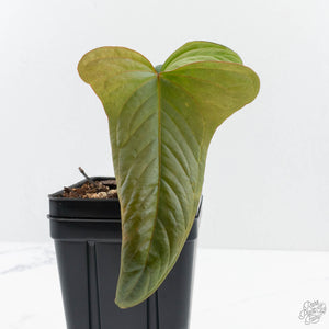 Anthurium Sp. Trilobe 'Rio Guanche' (wk24-UQ)