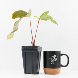 Anthurium Sp. Trilobe 'Rio Guanche' (wk33-U21)