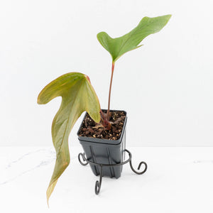 Anthurium Sp. Trilobe 'Rio Guanche' (wk33-U21)