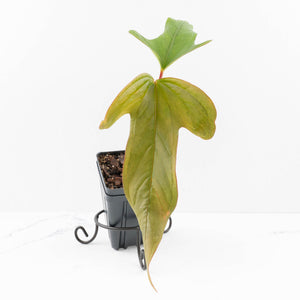 Anthurium Sp. Trilobe 'Rio Guanche' (wk33-U21)