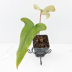 Anthurium Sp. Trilobe 'Rio Guanche' (wk33-U21)