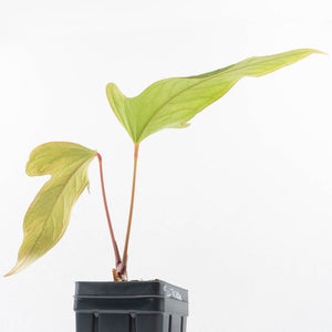 Anthurium Sp. Trilobe 'Rio Guanche' (wk33-U21)